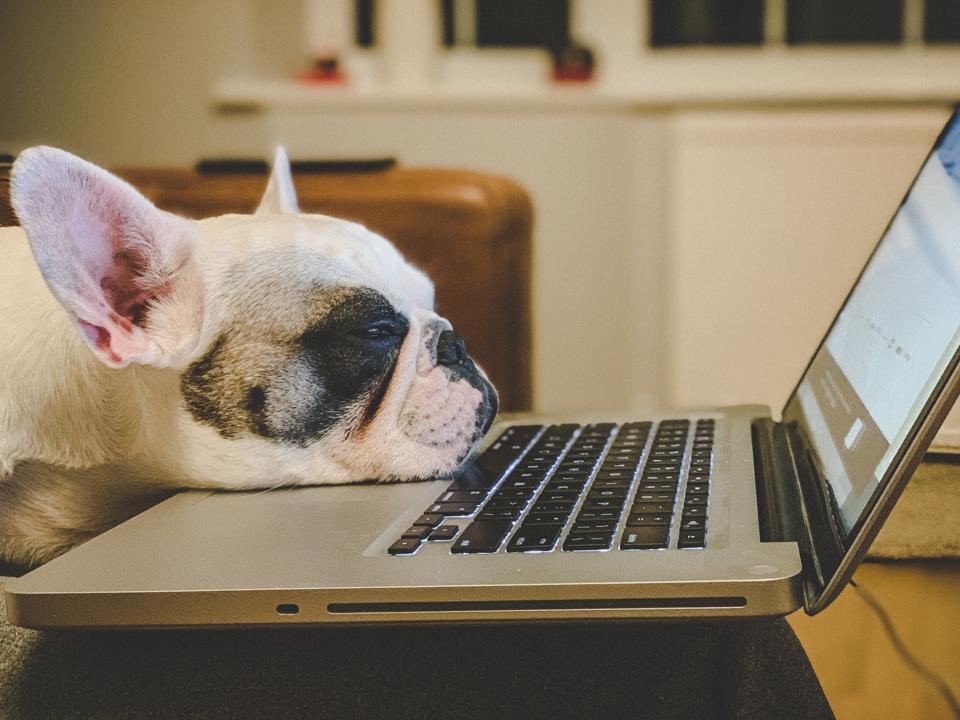 French Bulldog falling asleep on a laptop